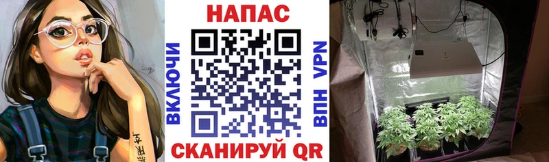 Шишки марихуана Ganja Дрезна